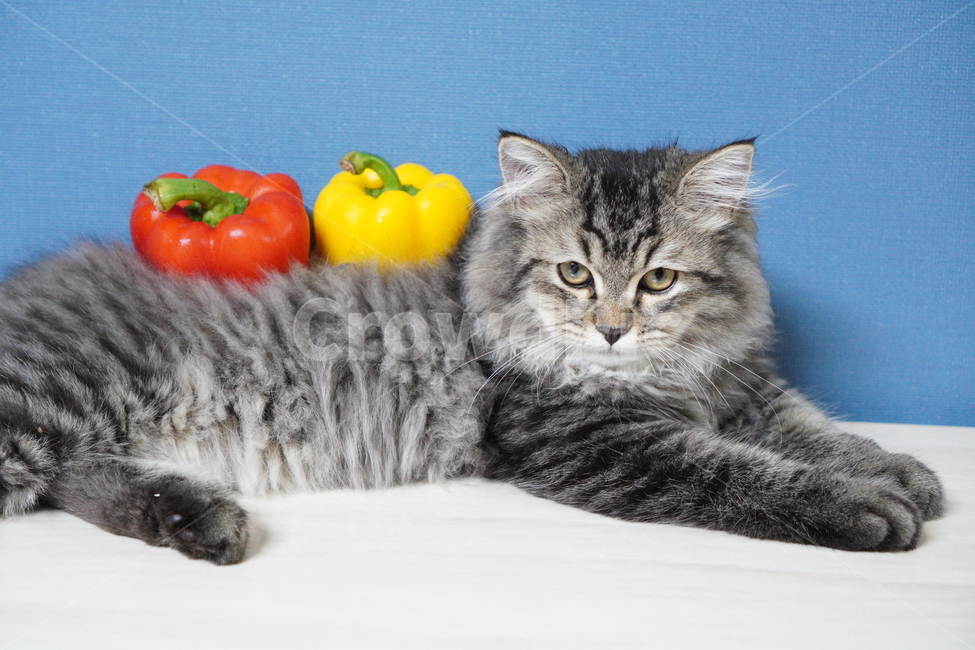 고양이,귀여운고양이,어린고양이,페르시안고양이,냥이,야옹이,반려묘,cat,cutecat,동물,animal,포유류,mammal,고양이,cat,kitten,kitty,연출,컨셉,콘셉,direction,concept