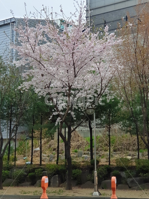 벚꽃,계절,사쿠라,봄,풍경,꽃,봄꽃,벚꽃한그루,한그루,봄의꽃,봄향기,쓸쓸함,외로움,일상,핑크꽃,핑크,아름다운,예쁜,봄,계절,spring,season,plant,식물