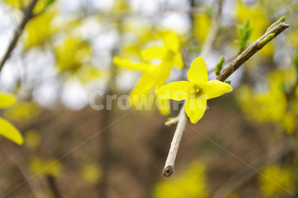 개나리,식물,plant,자연,nature,꽃,flower,봄,spring,계절,봄,계절,spring,season,식물,자연,plants,nature,꽃,flower