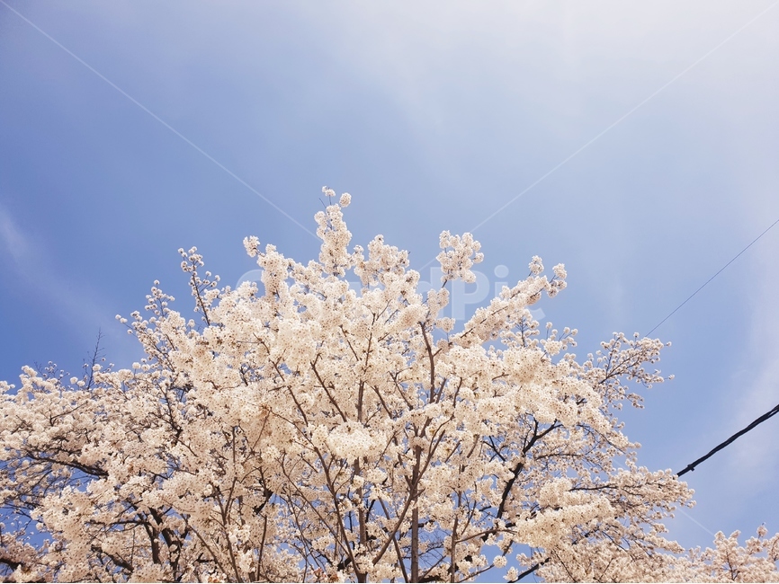하늘,벚꽃,꽃,벚꽃엔딩,벚꽃나무,식물,자연,plants,nature,꽃,flower,나무,trees,wood