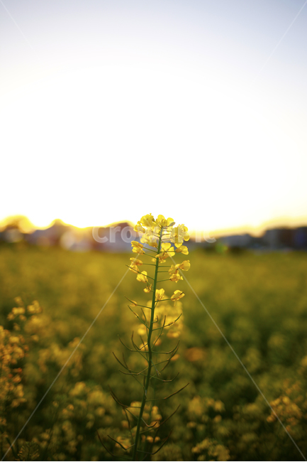 제주도,봄,유채,봄날,노랑,봄,계절,spring,season,식물,자연,plants,nature,꽃,flower,휴식,힐링,rest,relaxation,healing