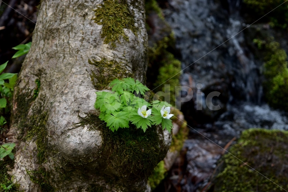 모데미풀,봄,야생화,꽃,청태산,강원도,봄꽃,고산야생화,감성,wildflower,산꽃,봄야생화,계곡,이끼,꽃말,슬픈추억,아쉬움,MegaleranthissaniculifoliaOhwi,금매화아재비,운봉금매화,식물,자연,식생,생태,식물,자연,plants,nature,꽃,flower