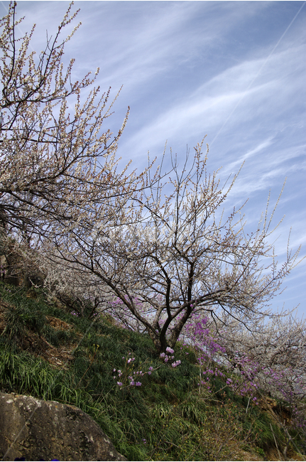 매화,나무,하늘,파란하늘,꽃봉오리,봄,봄날,봄풍경,봄꽃,감성,spring,flower,봄길,산책,봄나들이,식물,꽃,초록,진달래,봄,계절,spring,season,식물,자연,plants,nature,나무,trees,wood,plant