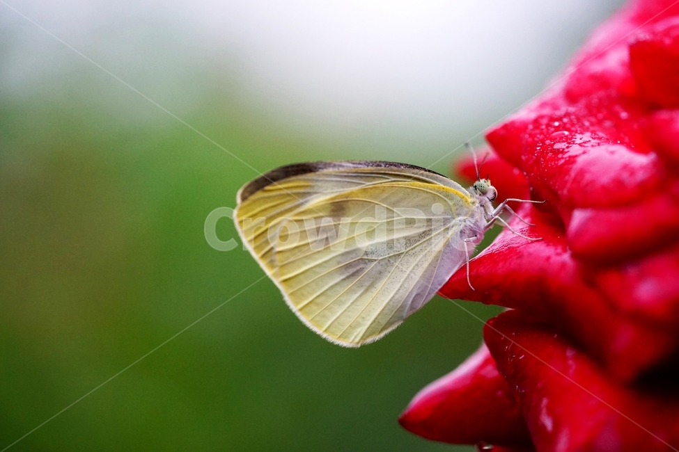 비,빗방울,장미,장미꽃,나비,식물,자연,plants,nature,꽃,flower,동물,animal,곤충,벌레,insect,bug,감성,sensible,feeling