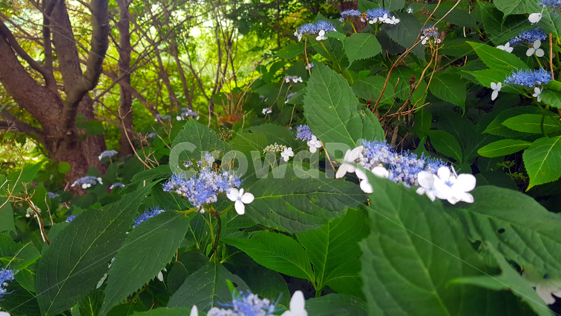 꽃,자연,생물,butterfly,green,식물,풀,보라색꽃,여름,summer,plants
