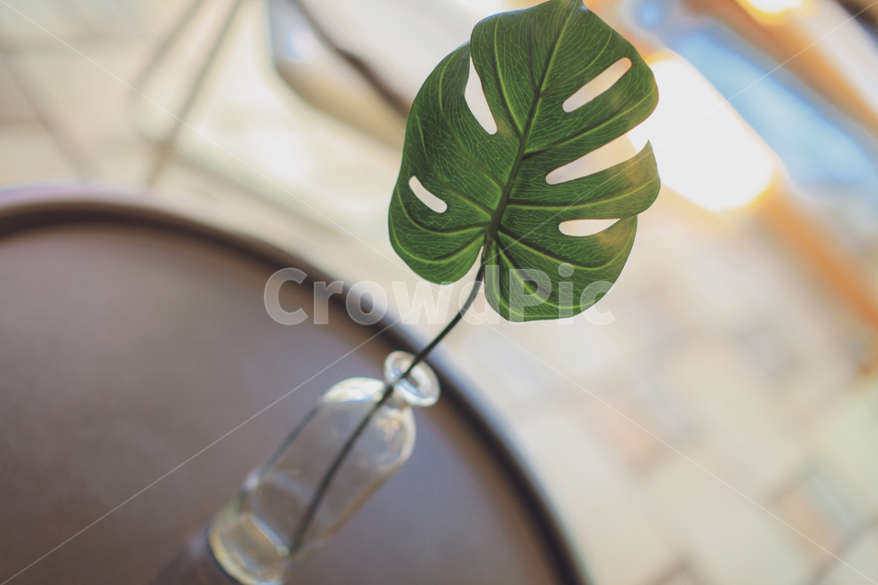 몬스테라,식물,인테리어,화분,온실식물,monstera,leaf,잎,식물,자연,plants,nature