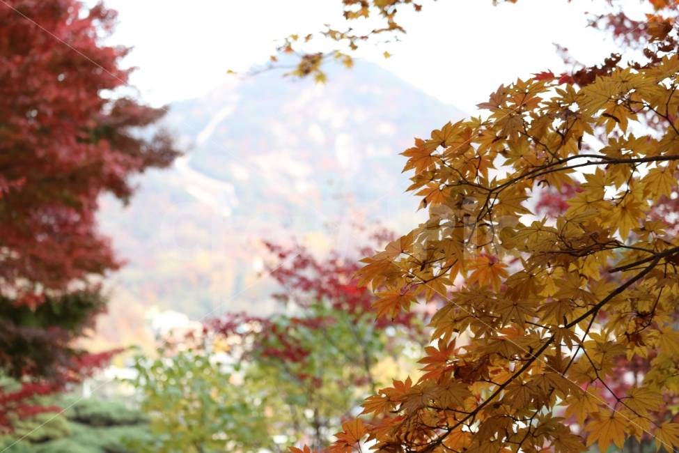 가을,단풍,풍경,산,석파정,문화재,가을,계절,fall,autumn,season,식물,자연,plants,nature,plant,leaf,잎,tree,나무