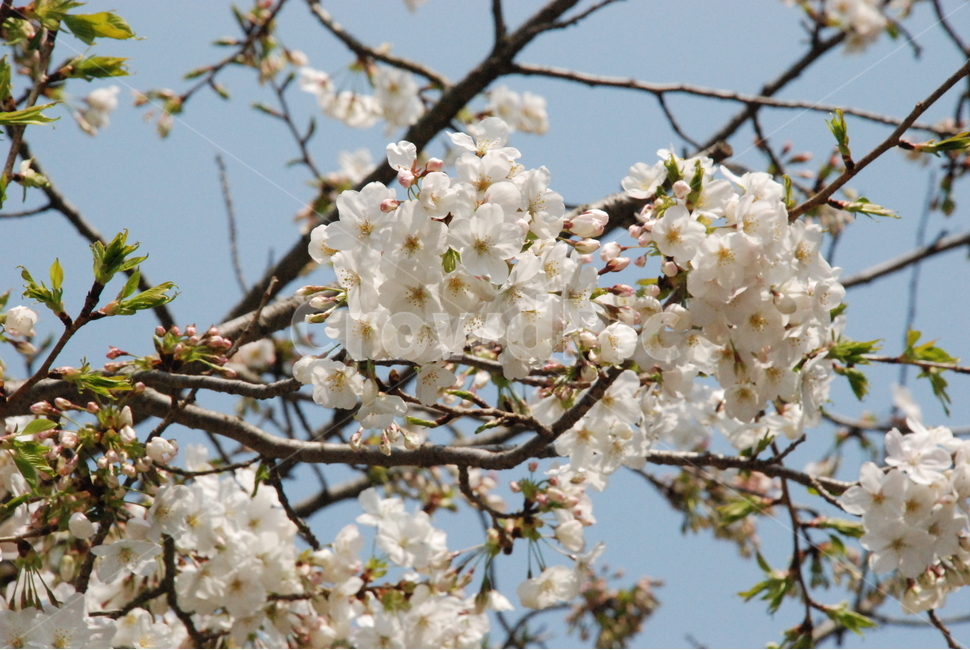 꽃,벚꽃,매화,봄,겨울,봄꽃,겨울꽃,꽃잎,flower,cherryblossom,spring,winter,식물,자연,plants,nature,꽃,flower