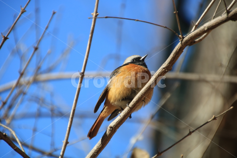 딱새,새,풍경,동물,신설동,동물,animal,조류,새,birds