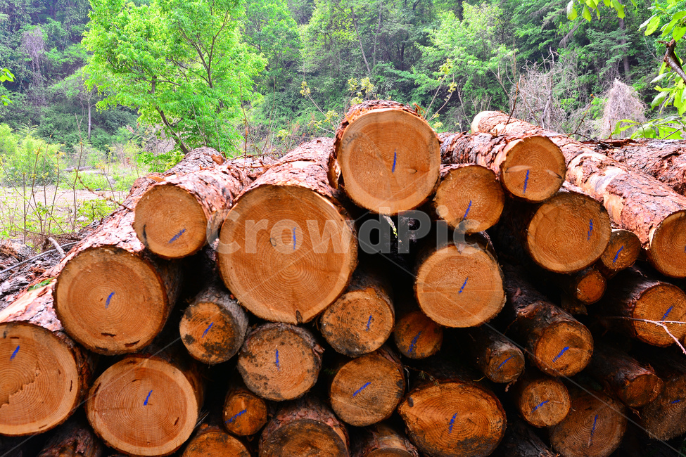 산업,벌목지대,벌목,나무,목재,임업,숲,산속,침엽수,나이테,단면,우드,wood,tree,forestry,industry,적재,쌓다,보관,간벌,나무,trees,wood