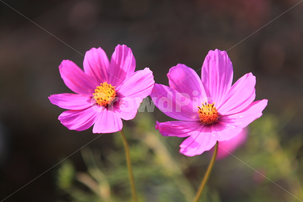 식물,꽃,코스모스,화분,flower,식물,자연,plants,nature,꽃,flower