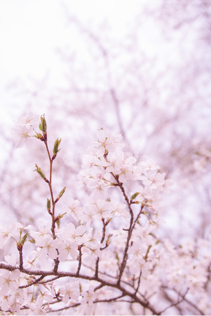 봄,벚꽃,감성,꽃,3월,4월,봄,계절,spring,season,식물,자연,plants,nature,꽃,flower,감성,sensible,feeling,plant,blossom