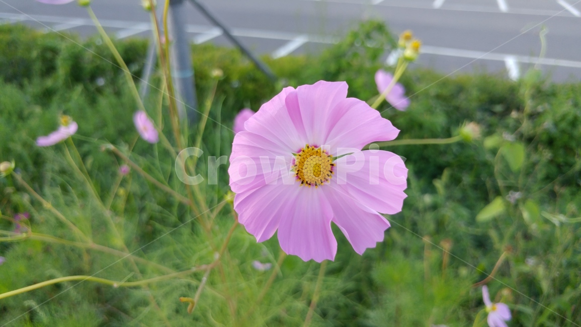 가을,꽃,자연,정원,초록,가을,계절,fall,autumn,season,식물,자연,plants,nature,꽃,flower,plant
