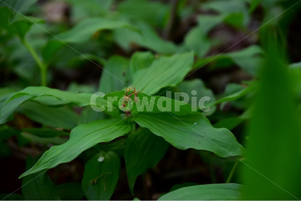 자주솜대,야생화,꽃,식물,자연,생태,플라워,flower,plants,nature,식물,자연,plants,nature,꽃,flower