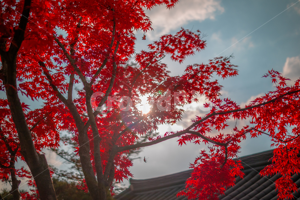 가을,단풍,햇빛,나무,단풍잎,가을,계절,fall,autumn,season,plant,식물,leaf,잎,tree,maple
