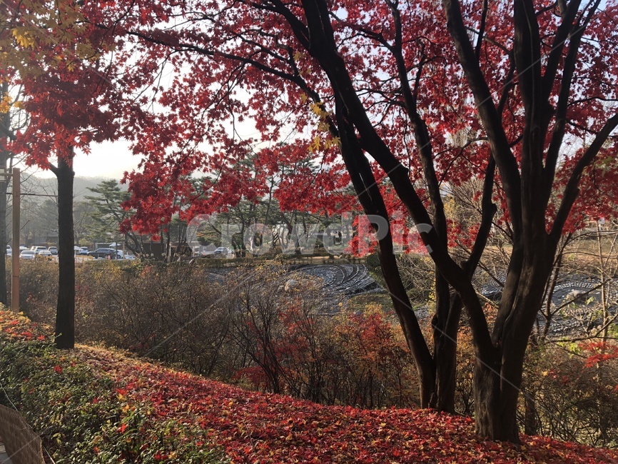 plant,tree,나무,단풍,maple,식물,잎,leaf,가을,계절,fall,autumn,season