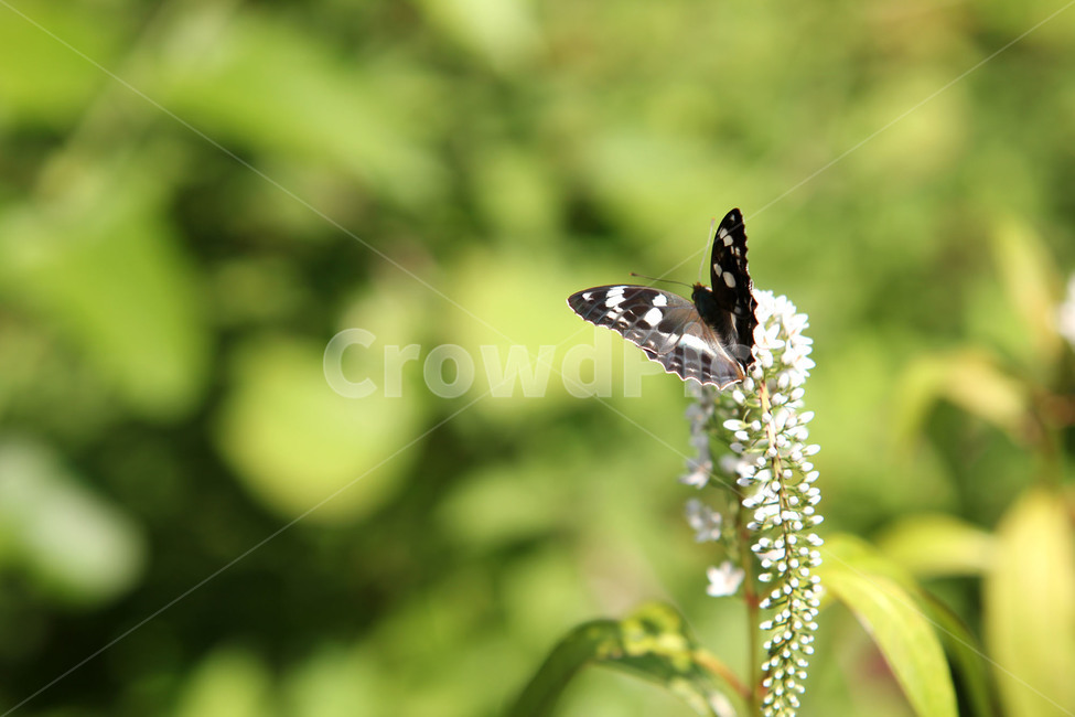나비,butterfly,검은나비,접사,근접촬영,곤충,벌레,insect,bug