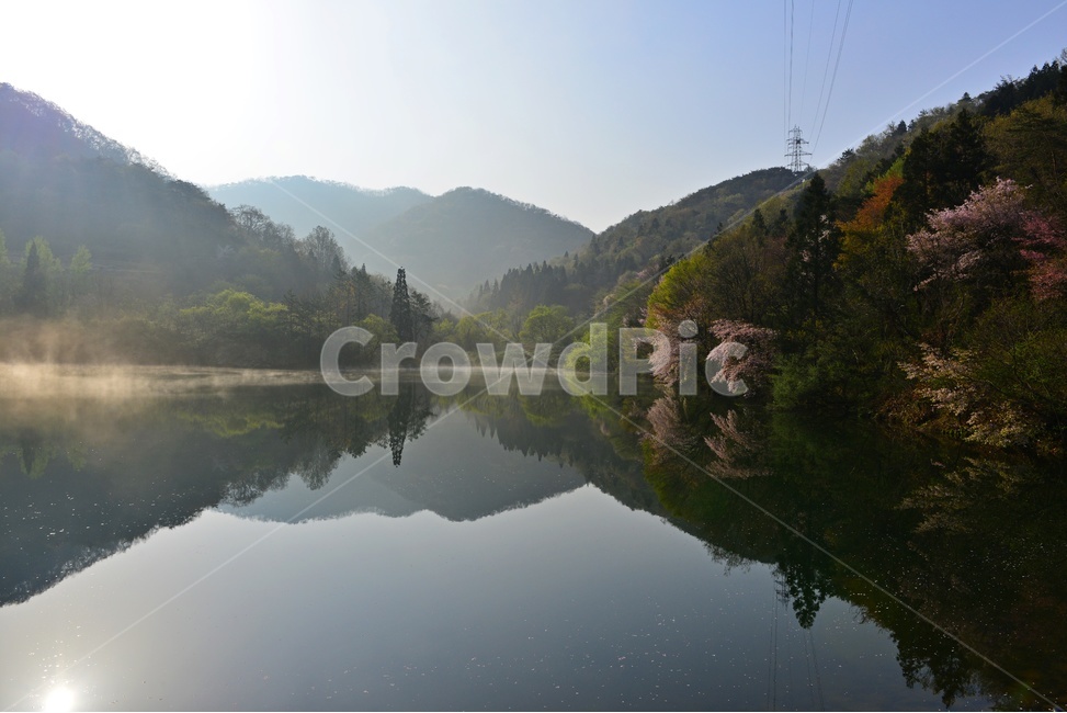 전남,화순,세량지,세량제,저수지,벚꽃,산벚꽃,봄,계절,반영,여명,아침,plant,식물,tree,나무,fir,전나무,nature,자연,outdoors,옥외,water,물,물안개,날씨,한국자연풍경,한국자연경관,korea nature landscape