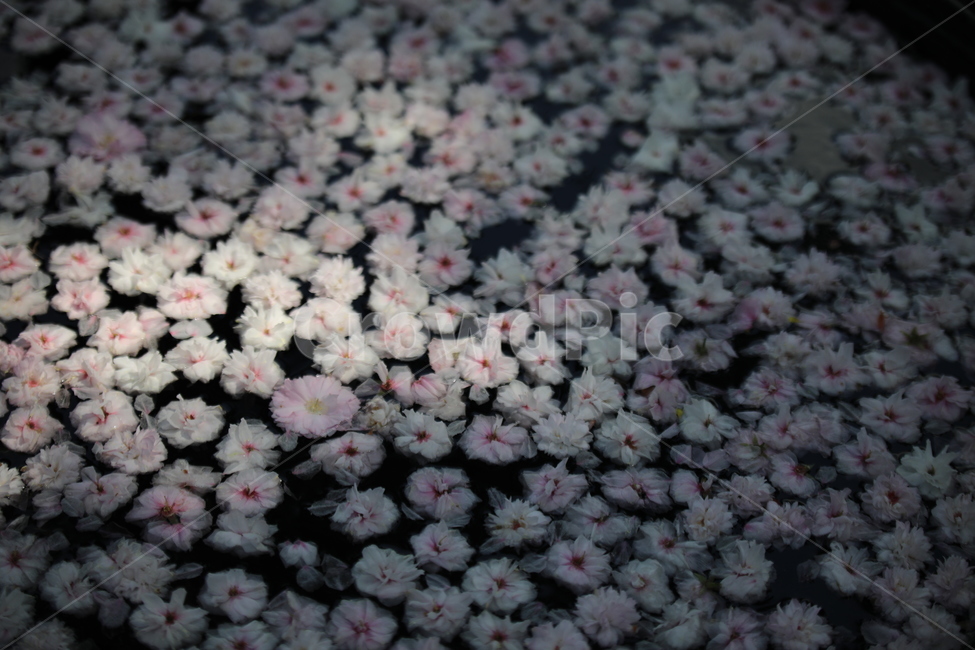 꽃,꽃잎,떨어지다,물,봄,여름,꽃,flower
