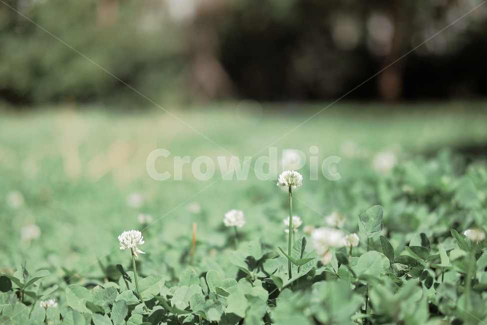 토끼풀,들판,풀밭,꽃밭,산길,식물,자연,plants,nature,꽃,flower