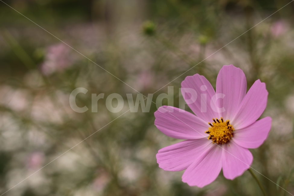 코스모스,cosmos,가을,가을꽃,flower,fall,autumn,캐논200D,canon200D,가을,계절,fall,autumn,season,식물,자연,plants,nature,꽃,flower,감성,sensible,feeling,plant