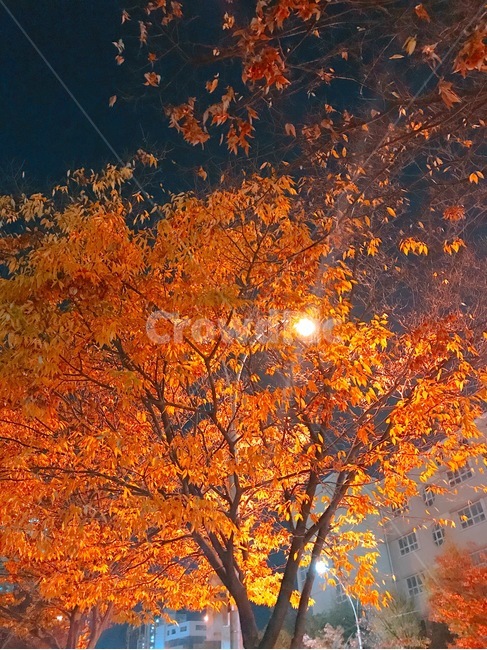 밤,저녁,달,낙엽,가을,천고마비,야경