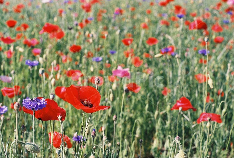 필름사진,꽃,양귀비,양귀비밭,빨강,식물,자연,plants,nature,꽃,flower,감성,sensible,feeling