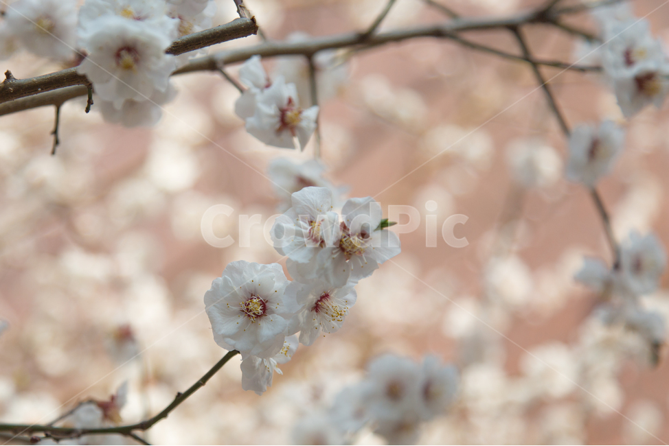 plant,식물,flower,꽃,벗꽃,봄,봄꽃,봄,계절,spring,season,식물,자연,plants,nature,꽃,flower