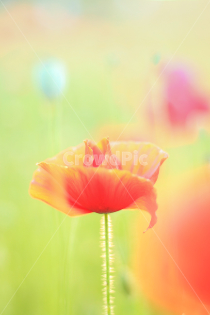 양귀비꽃,양귀비,papaversomniferium,꽃,flower,flowers,붉은꽃,redflower,6월꽃,6월의꽃,여름꽃,양귀비꽃밭,꽃밭,garden,flowergarden,flowerbed,꽃축제,6월꽃축제,올림픽공원,올림픽공원꽃축제,양귀비꽃축제,정원,공원,park,화단,식물,plant,plants,자연,nature,붉은색,예쁜꽃,beutiful,beutifulflower,식물,자연,plants,nature,꽃,flower