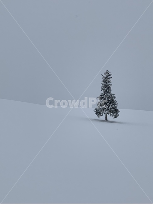 삿포로,풍경,눈,비에이,감성,겨울,계절,winter,season,자연,풍경,nature,landscape,tree,나무,plant,식물,fir,전나무