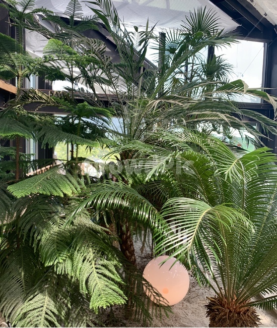 garden,정원,plant,식물,카페식물