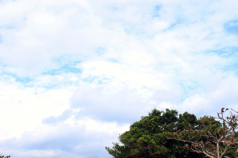 하늘,구름,자연,나무,숲,sky,cloud,tree,야외,풍경,경관,파란색,잎,가지,자연,풍경,nature,landscape,outdoors,옥외