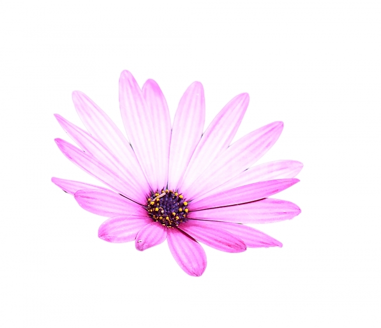 누끼,꽃,꽃잎,누끼꽃,분홍,식물,자연,plants,nature,꽃,flower,누끼,remove background