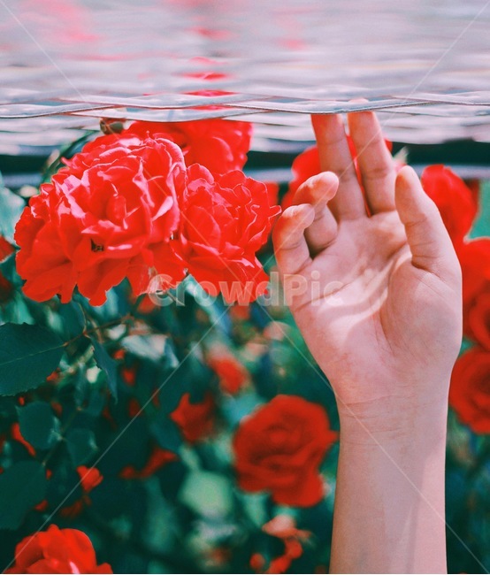 장미,손,철조망,풀,꽃,감성,식물,자연,plants,nature,꽃,flower,사람,인물,인간,human,person,신체일부,몸,body,감성,sensible,feeling