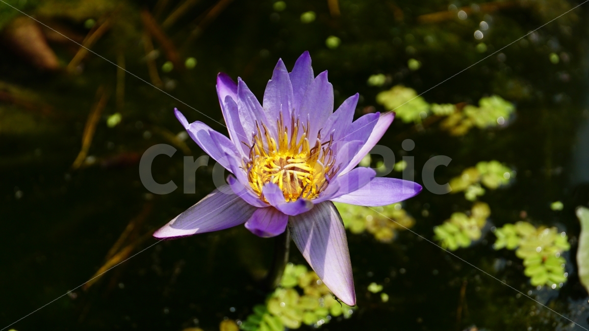 연꽃,연꽃잎,연못,플라워,자연,flower,nature,식물,이파리,물,water,summer,여름,꽃사진,감성,감성사진,계절,season,풍경,landscape,plants,여름꽃,경치,접사,마크로,macro,힐링,healing,snap,스냅,식물,자연,plants,nature,꽃,flower