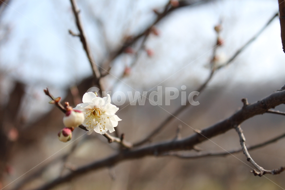 꽃,배꽃,벚꽃,자연,분위기,봄,계절,spring,season,식물,자연,plants,nature,꽃,flower,plant