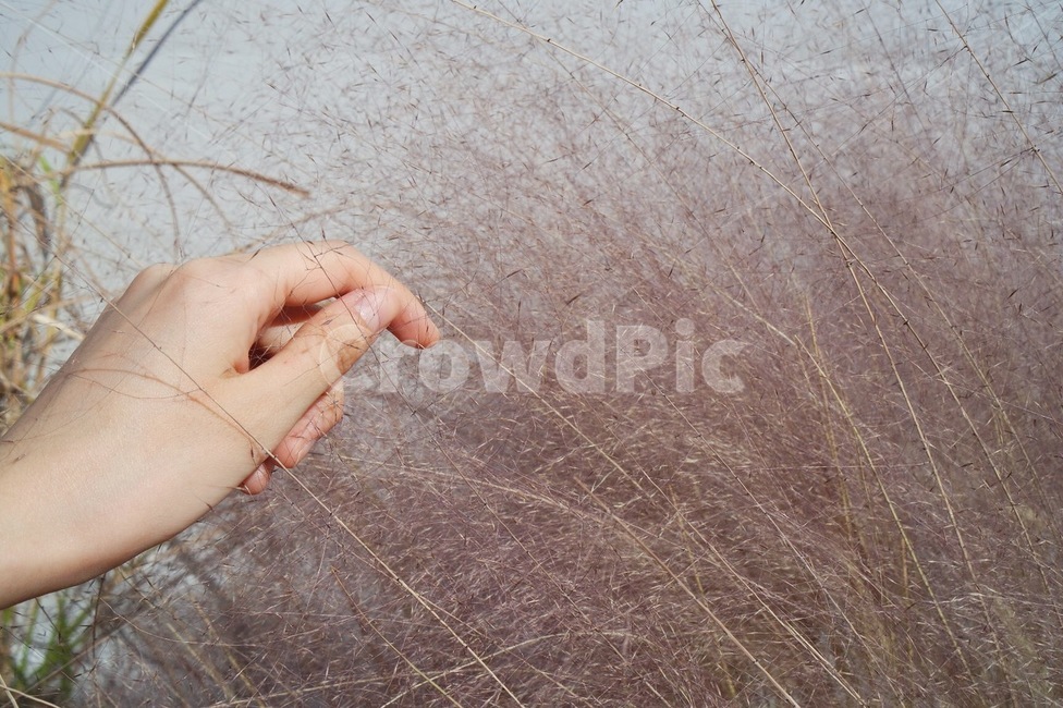 손,꽃,감성사진,느낌,부드러움,식물,자연,plants,nature,사람,인물,인간,human,person,신체일부,몸,body