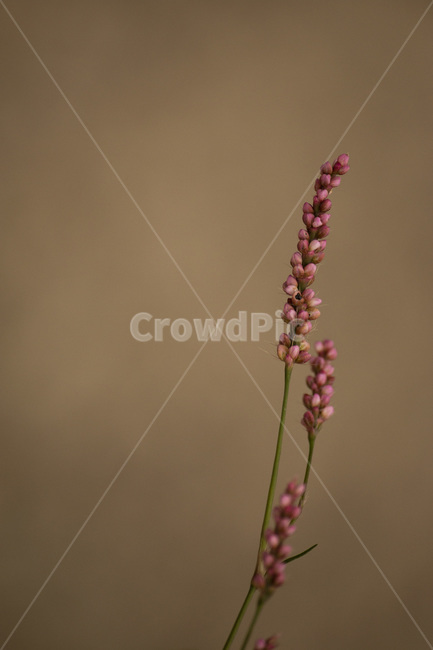 plant,식물,flower,꽃,여뀌,여뀌풀,꽃봉오리,자연,야생화,들풀,들꽃,잡초,식물,자연,plants,nature