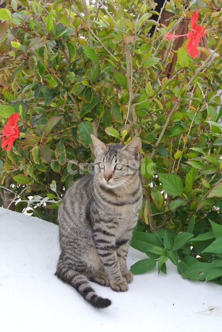 고양이,고양이앉은모습,고양이반측면,앉은고양이,cat