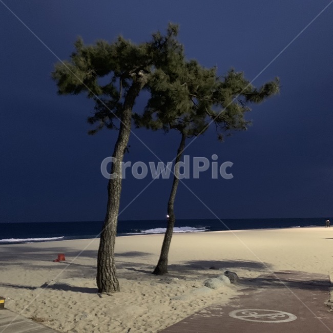 나무,바다,해변,밤바다,파도