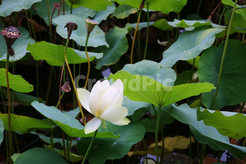 수련,연꽃,연잎,식물,수생식물,연,자연,식물,자연,plants,nature,꽃,flower