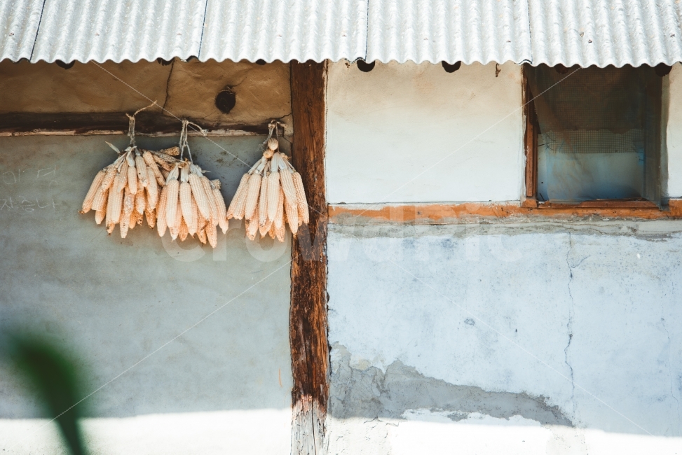 평창,옥수수,농촌,가을,가을풍경,집,동네,촌동네,시골,마을,풍경,landscape,country,rural,town,건축물,건물외관,exterior,building,structure,architecture,construction