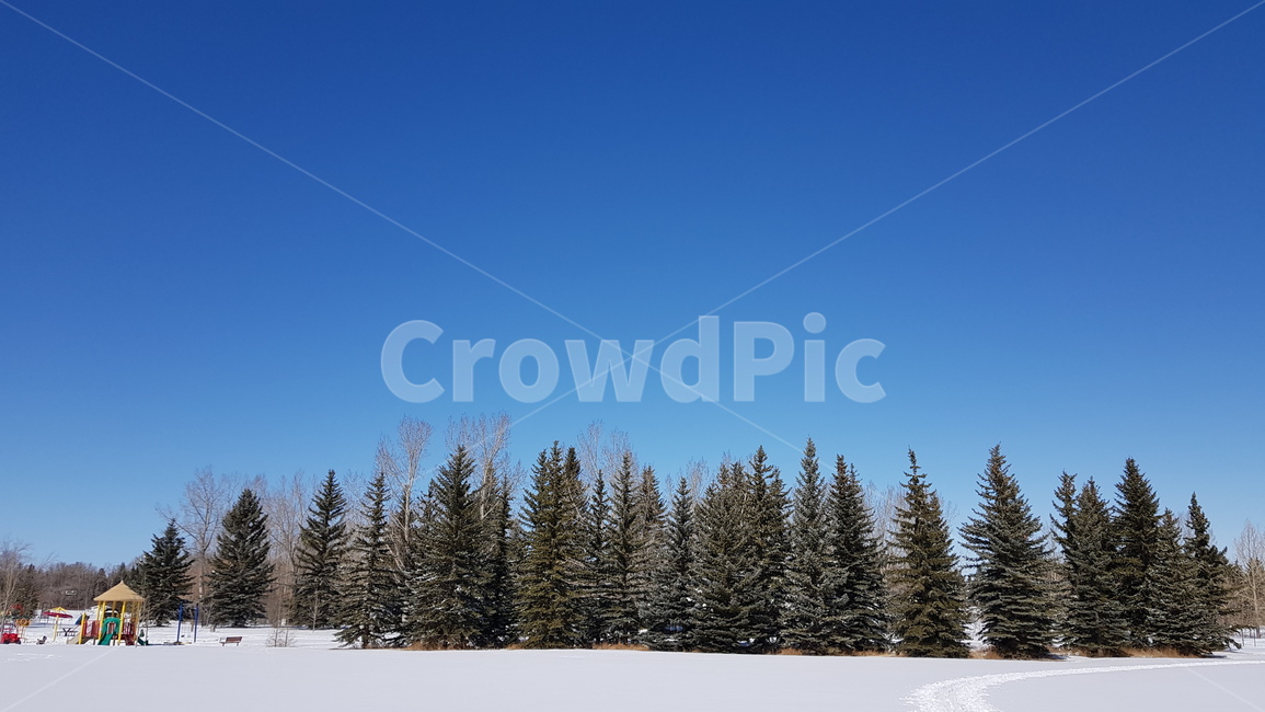 tree,나무,전나무,겨울,푸른하늘,소나무,winter,sky,pinetree,자연,눈,snow,bluesky