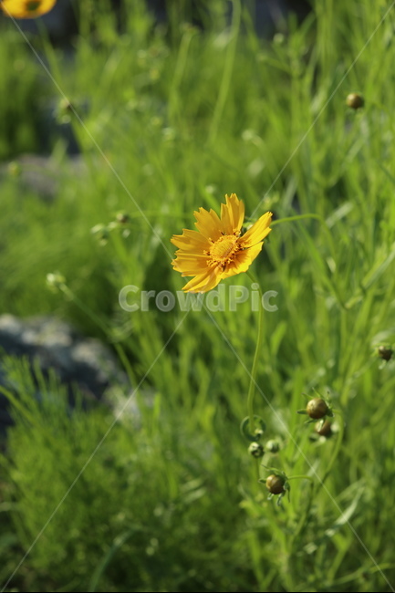 금계국,풍경,노랑,봄,아침,자연,식물,자연,plants,nature,꽃,flower
