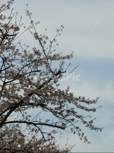 나무,봄,벗꽃,계절,자연,봄,계절,spring,season