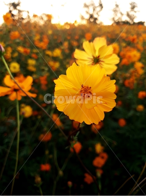 식물,꽃,가을,코스모스,주황색,식물,자연,plants,nature,꽃,flower