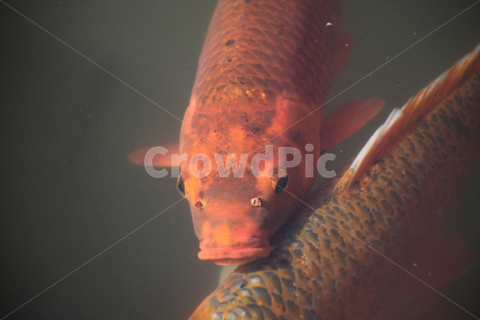잉어,어류,물고기,민물고기,carp,동물,animal,어류,물고기,fish