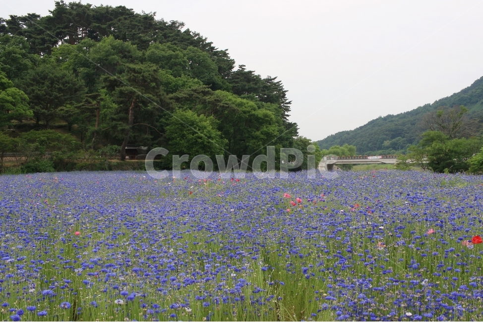 수레국화,환벽당,한국풍경,풍경,꽃,봄,계절,spring,season,자연,풍경,nature,landscape,field,들,grassland,목초지,outdoors,옥외,farm,농장,rural,농촌