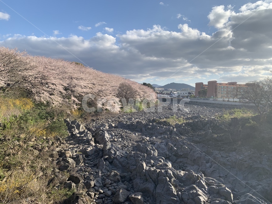 봄,벛꽃,풍경,나무,꽃,자연,풍경,nature,landscape,outdoors,옥외