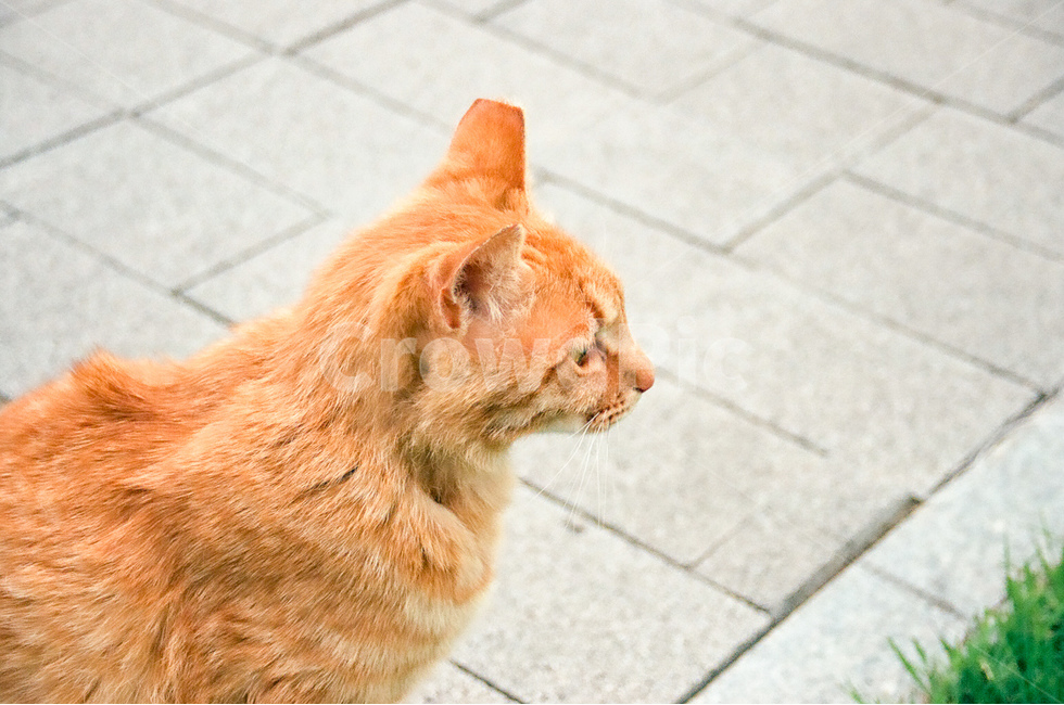 고양이,cat,길고양이,동물,animals,kitten,귀여움,cute,표정,친근함,동물,animal,포유류,mammal,고양이,cat,kitten,kitty,감성,sensible,feeling